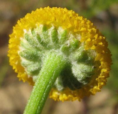 Oncosiphon grandiflorus, photographed by douglaseustonbrown