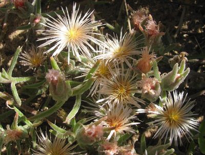 Mesembryanthemum grossum, photographed by douglaseustonbrown