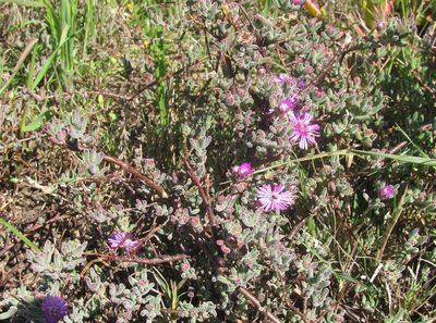 Drosanthemum ambiguum, photographed by douglaseustonbrown