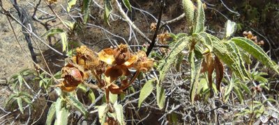 Cistus symphytifolius, photographed by Santiago Martín-Bravo