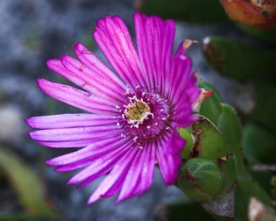 Ruschia schollii, photographed by magriet b
