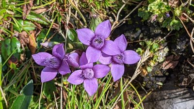 Gentianella campestris, photographed by Philipp