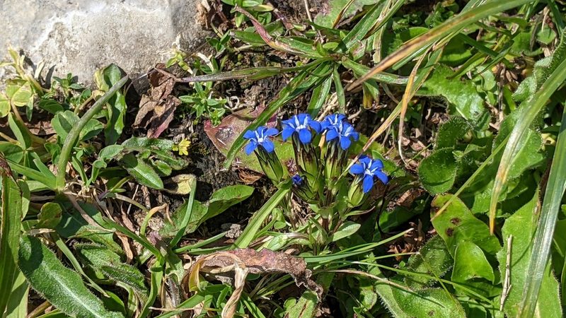 Gentiana nivalis, photographed by Philipp