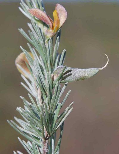 Aspalathus cinerascens, photographed by Charles Stirton