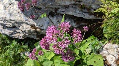 Adenostyles alliariae, photographed by Philipp
