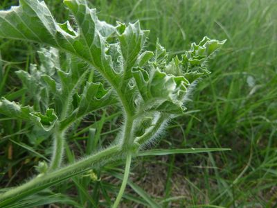 Citrullus lanatus, photographed by Gabriel Mayrhofer