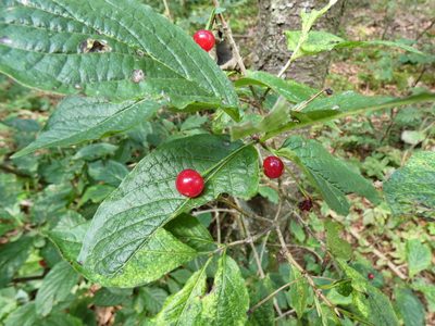 Lonicera alpigena, photographed by Norrland