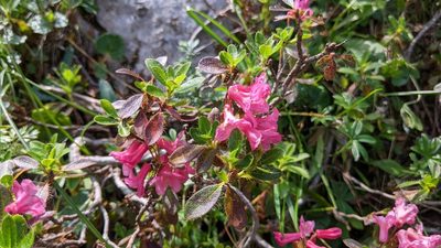 Rhododendron hirsutum, photographed by Philipp