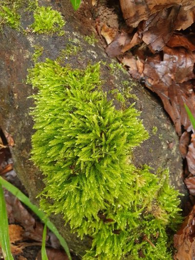 Cirriphyllum crassinervium, photographed by Jonathan Hughes