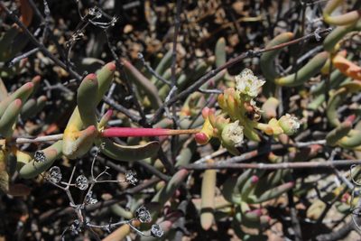 Stoeberia frutescens, photographed by Tony Rebelo