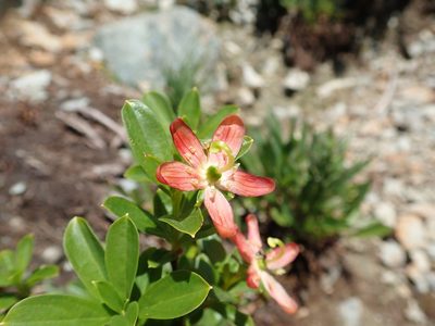 Elliottia pyroliflora, photographed by Steven Soltesz