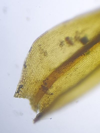 Grimmia lisae, photographed by Jonathan Hughes