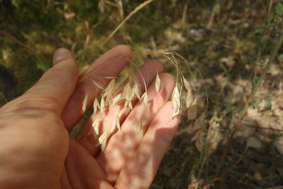 Bromus squarrosus, photographed by Aleksei Baushev