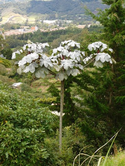 Cecropia telenitida, photographed by Álvaro Rivas Godin