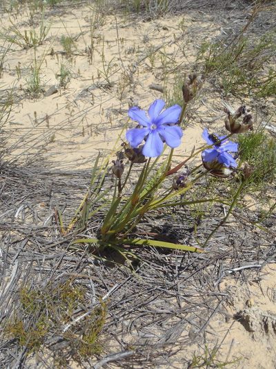 Aristea oligocephala, photographed by Nicola van Berkel