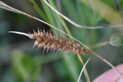 Carex rostrata, photographed by Марина Садыкова