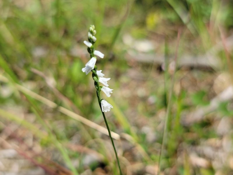 Spiranthes tuberosa, photographed by Elias