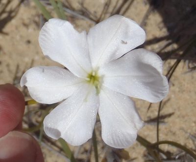 Aristea oligocephala, photographed by Nicola van Berkel