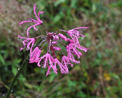 Nerine undulata, photographed by magriet b