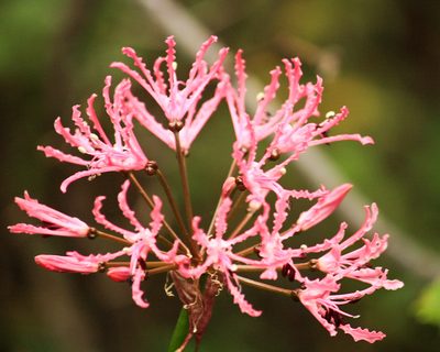 Nerine undulata, photographed by magriet b