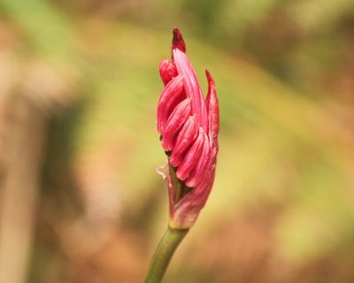 Nerine undulata, photographed by magriet b