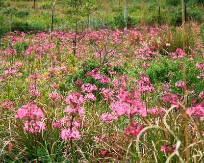 Nerine undulata, photographed by magriet b