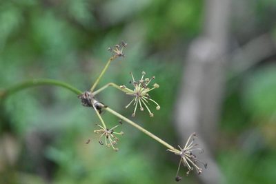 Peucedanum palustre, photographed by Марина Садыкова