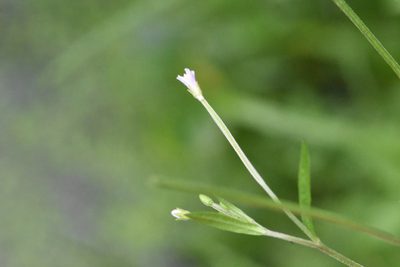 Epilobium palustre, photographed by Марина Садыкова