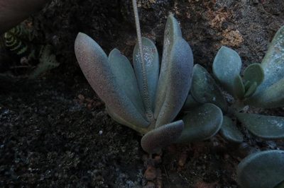 Adromischus caryophyllaceus, photographed by Brian du Preez