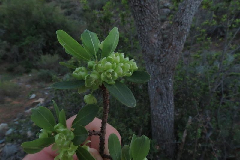 Lachnostylis bilocularis, photographed by Brian du Preez