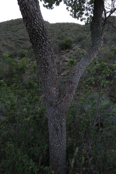 Lachnostylis bilocularis, photographed by Brian du Preez