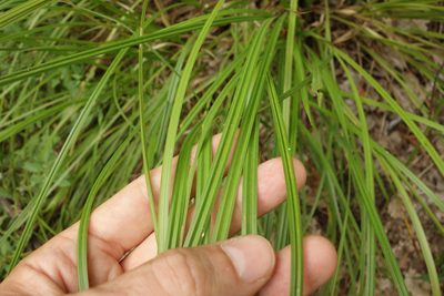 Carex vesicaria, photographed by Aleksei Baushev