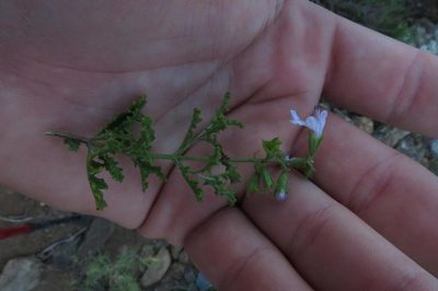 Salvia namaensis, photographed by Brian du Preez