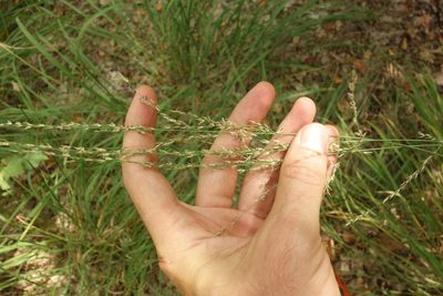 Molinia caerulea, photographed by Aleksei Baushev