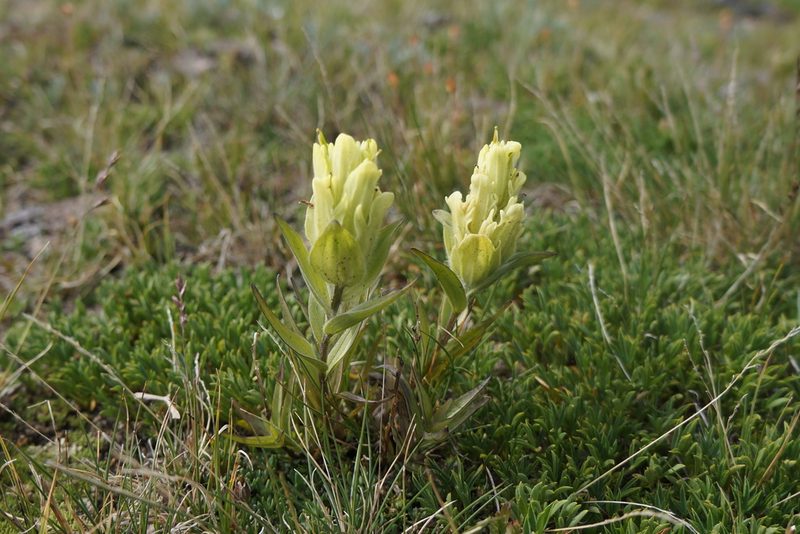 Castilleja occidentalis, photographed by Henggang Cui