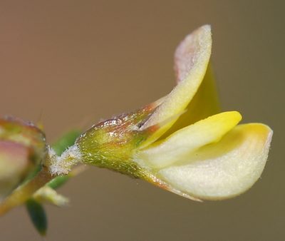 Aspalathus cuspidata, photographed by Charles Stirton