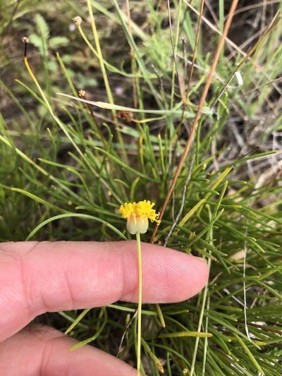 Thelesperma longipes, photographed by Sam Kieschnick