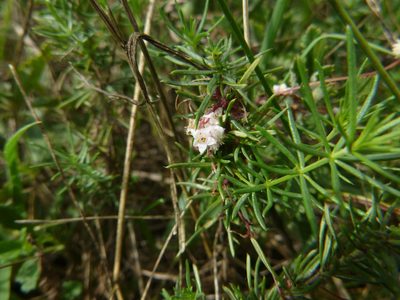 Cuscuta epithymum, photographed by Gabriel Mayrhofer