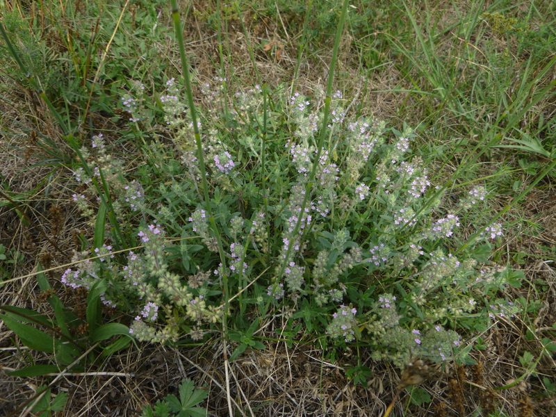 Thymus kosteleckyanus, photographed by Gabriel Mayrhofer