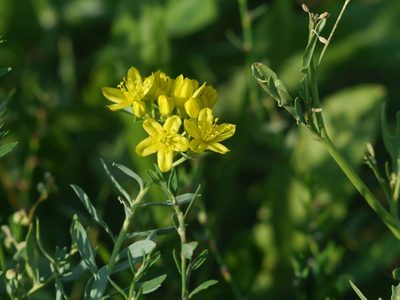 Haplophyllum suaveolens, photographed by Roman