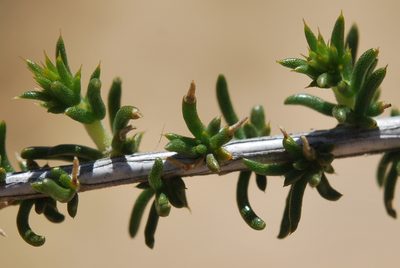 Aspalathus pulicifolia, photographed by Charles Stirton