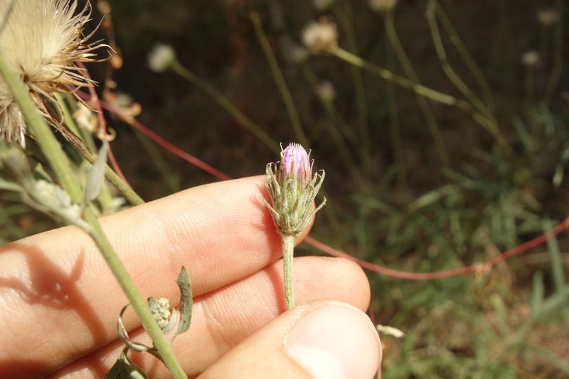 Jurinea cyanoides, photographed by Aleksei Baushev