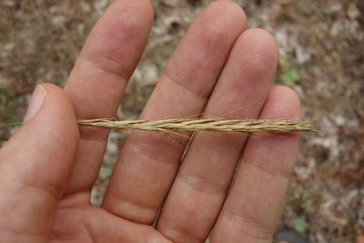 Elymus caninus, photographed by Aleksei Baushev
