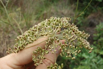 Peucedanum palustre, photographed by Aleksei Baushev
