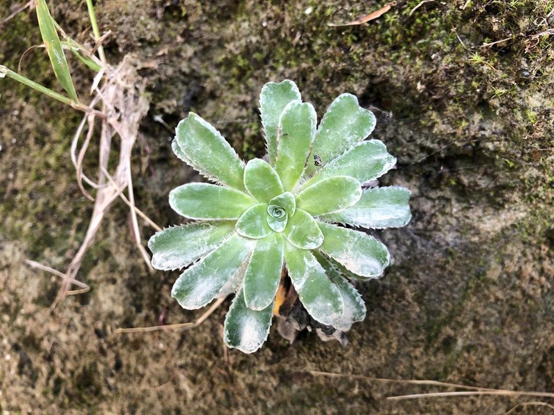 Saxifraga mutata, photographed by Jason Grant