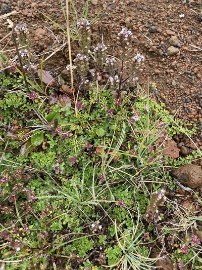 Euphrasia frigida, photographed by Mica Low