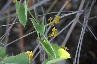 Dioscorea hemicrypta, photographed by Brian du Preez