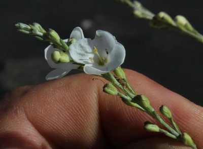 Gomphostigma virgatum, photographed by Tony Rebelo