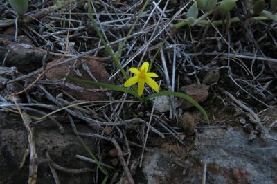 Pauridia maryae, photographed by Brian du Preez