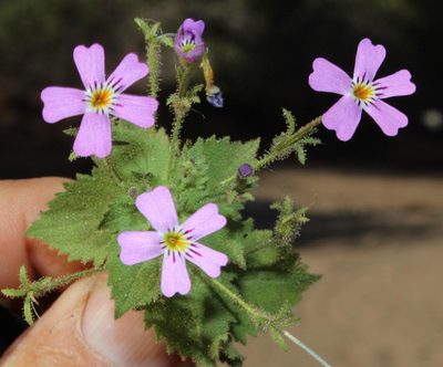 Jamesbrittenia glutinosa, photographed by Tony Rebelo